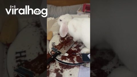 Bunny Takes The Cake || ViralHog