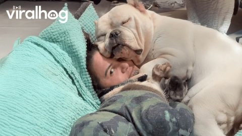 These Dogs Are Hilarious 🐶 Funny Dog Videos || ViralHog