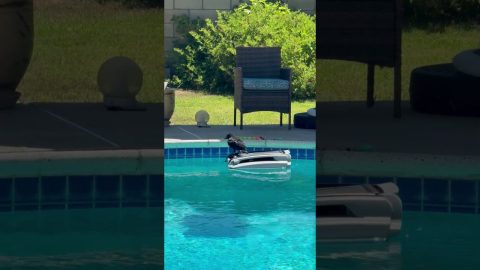 Crow Goes for a Ride on a Pool Skimmer || ViralHog