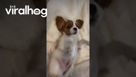 Playing Puppies Make the Cutest Noises || ViralHog