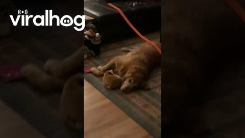 Golden Retriever Racetrack || ViralHog