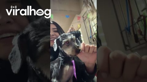 Puppy Gently Sucks On Person's Finger || ViralHog