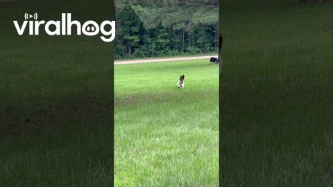 Basset Hound Ears Flop in the Wind || ViralHog