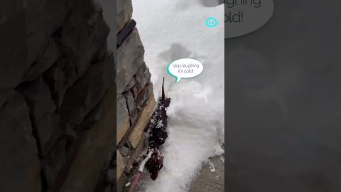 Mini Dachshund Pup Jumps Into Fresh Snow || ViralHog Shorts