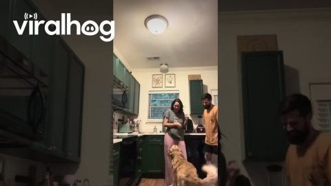 Golden Retriever Loves When Owners Hug || ViralHog