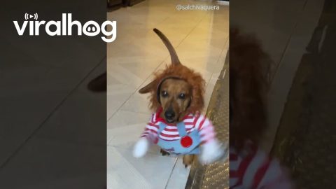 Rousse Wants to Play || ViralHog