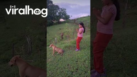 Dog's Back Used As Phone Holder || ViralHog