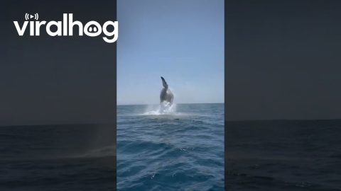 Jet Ski Ride to Catalina Upstaged by Breaching Humpback Whale || ViralHog