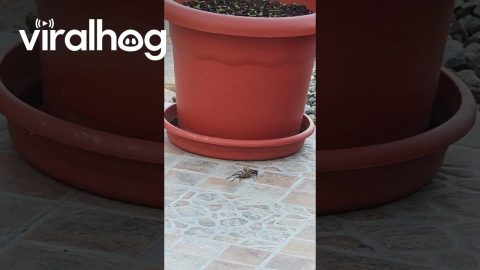 Spider Wasp Drags Paralyzed Spider || ViralHog