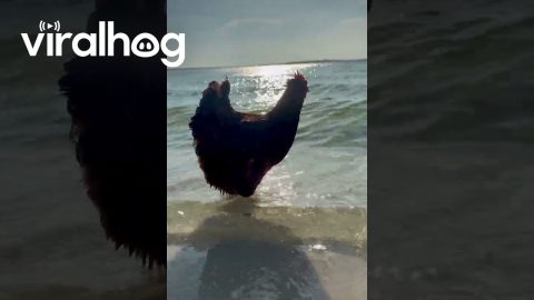 Even Chickens Love the Beach || ViralHog