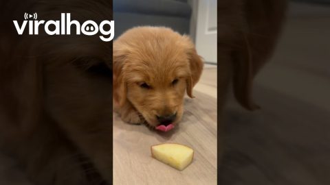 Puppy Unsure About Apple || ViralHog