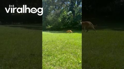 Fence Can’t Stop Wally || ViralHog