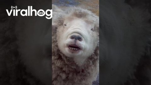 Silly Sheep || ViralHog