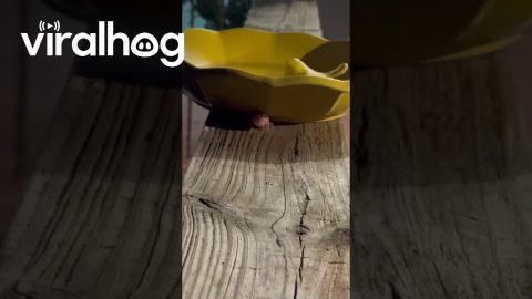 Little Coqui Frog Calling || ViralHog