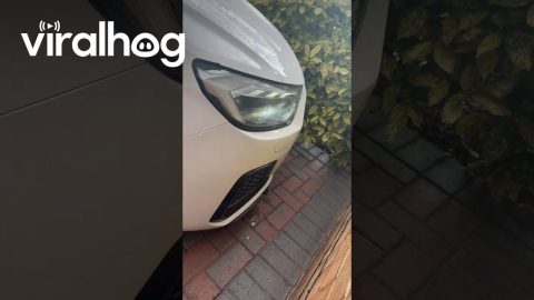 Car Has Built-In Headlight Washers || ViralHog