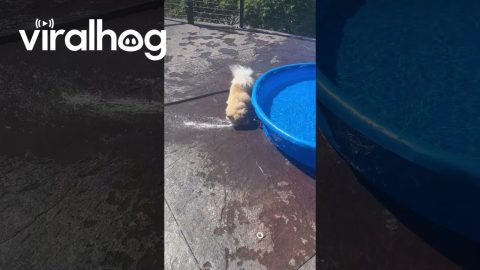 Fearless Beowulf Turns on Water Spray || ViralHog