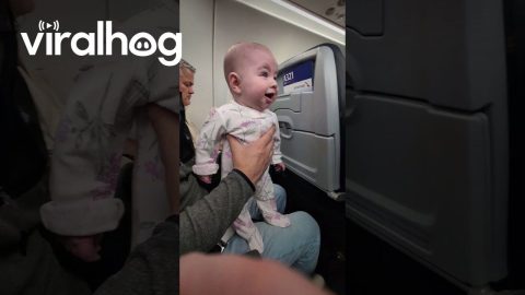 Baby Captivated by Flight Safety Demonstration || ViralHog