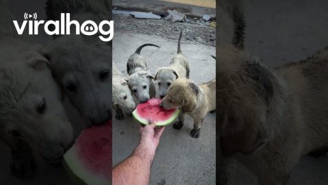 Man Caring for Stray Dogs in Iraq || ViralHog