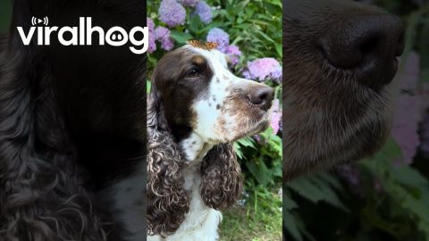 Butterfly Lands on a Dog's Nose || ViralHog