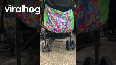 Squirrels Stealing Food Out of Baby Strollers || ViralHog