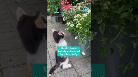 Kitten Entranced by Dancing Butterfly || ViralHog Shorts