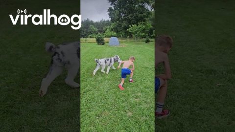 Soccer Dog Steals the Ball || ViralHog