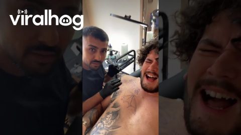 Tattoo Has Nothing on Dogs Being Out! || ViralHog