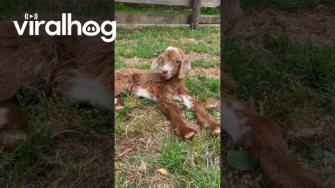 Baby Goats Nap Peacefully In Odd Positions || ViralHog