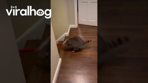 Police Evict Raccoon from Home || ViralHog