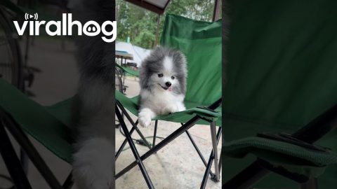 Pomeranian Goes for That Wind-Blown Look || ViralHog