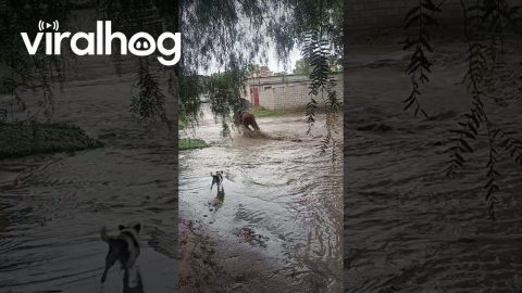 Dog Nearly Carried Away By Floodwater Currents || ViralHog