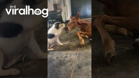 Puppy Gently Plays With Injured Filly || ViralHog