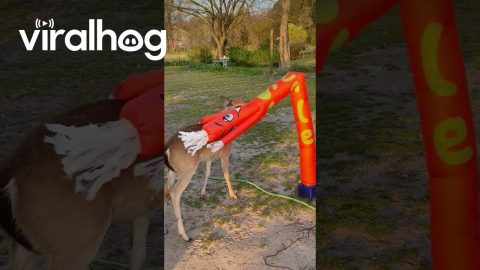 Deer Does Battle With Wacky Inflatable Tube Man || ViralHog