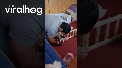 Puppies Fit Through Puppy Fence || ViralHog