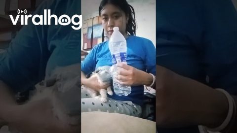 Homemade Nebulizer for Kitten's Medication || ViralHog