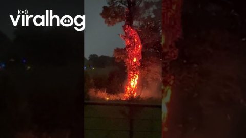 Tree Combusts After Lightning Strike || ViralHog