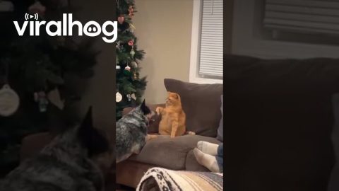 Cat and Dog's Quarrelsome Evening Routine || ViralHog