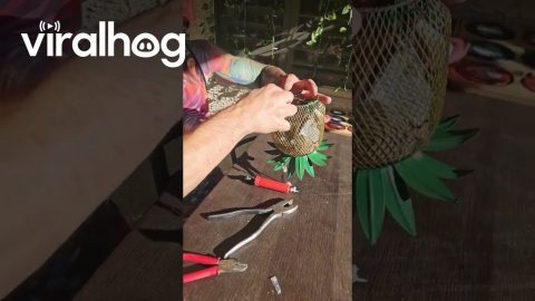 Helping a Bird Stuck in a Bird Feeder || ViralHog