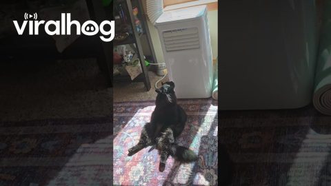 Black Cat Melts In Moment Of Air Conditioning || ViralHog