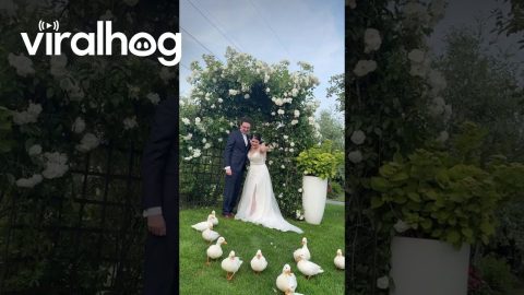 They Weren’t Invited but They Stole the Show Anyway || ViralHog