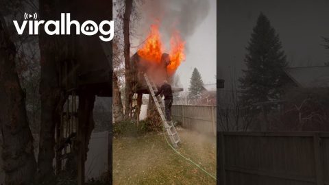 Attempt to Evict Raccoons From Treehouse Goes Awry || ViralHog