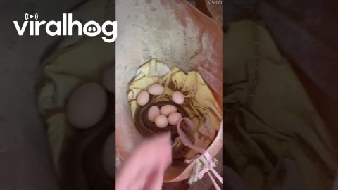 Startled By Coiled Snake In Egg Basket || ViralHog
