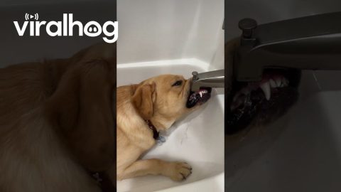 Sampson Needs Water || ViralHog