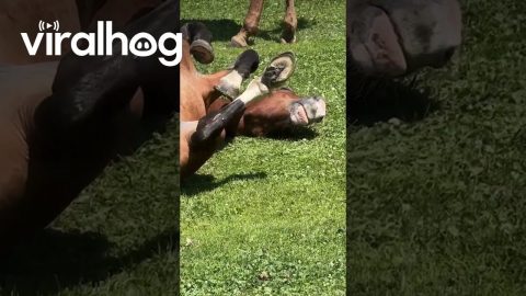 Chill Horse Sunbathing in a Funny Position || ViralHog