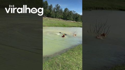 Hopeful Crossing of a Deep Puddle || ViralHog