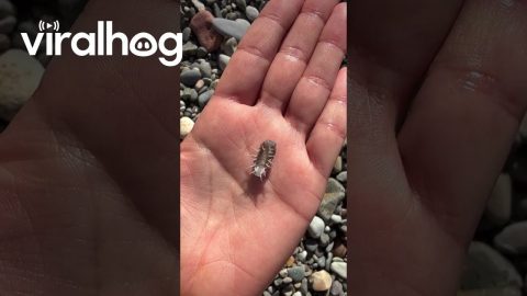 Pill Bug On The Beach || ViralHog