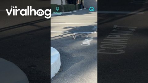 Stray Kitten Runs To Meowing Person || ViralHog Shorts