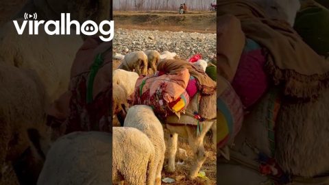 Baby Sheep Baa From Bed On Donkey's Back || ViralHog
