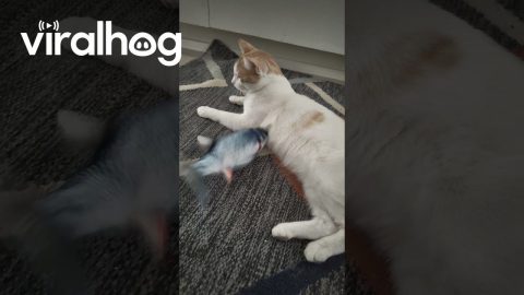 Cat Unbothered by Flopping Fish Toy || ViralHog