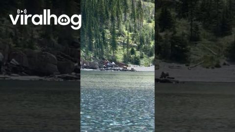 Clueless Tourists Have a Grizzly Encounter || ViralHog